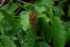Ampelocissus latifolia